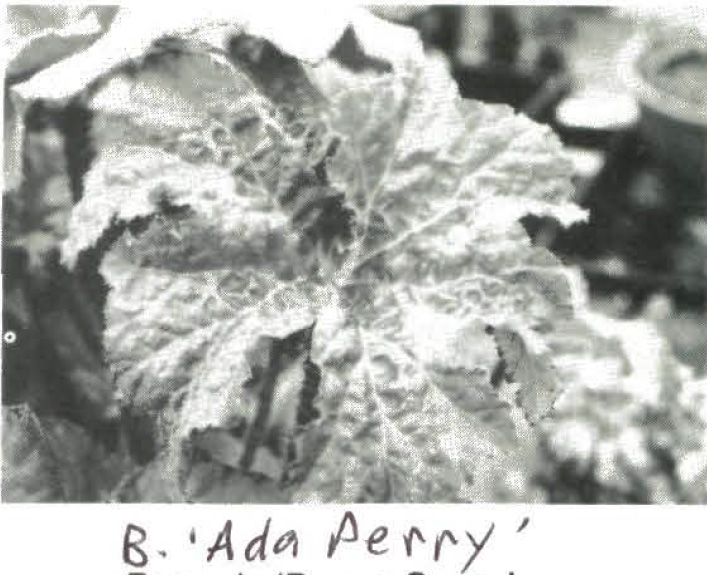 B. ‘Ada Perry’
